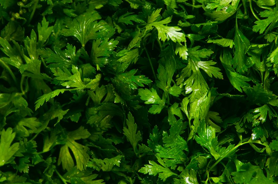 Getting Started With Herbs And Botanicals: A Cautious Look