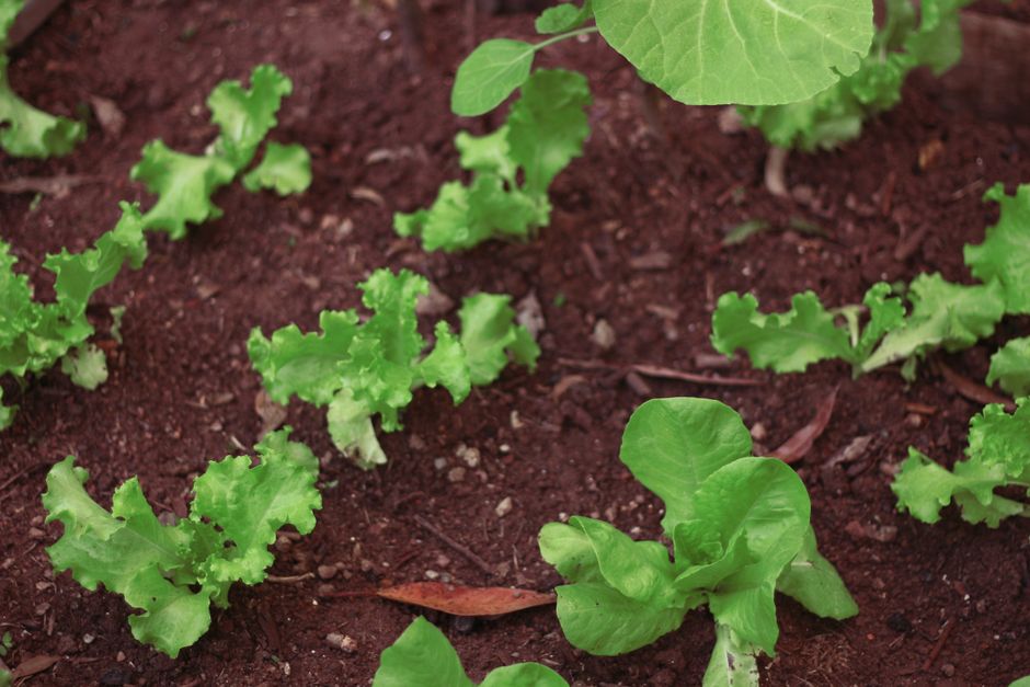 Iron, B12 And The Nutrients Worth Testing for Busy People