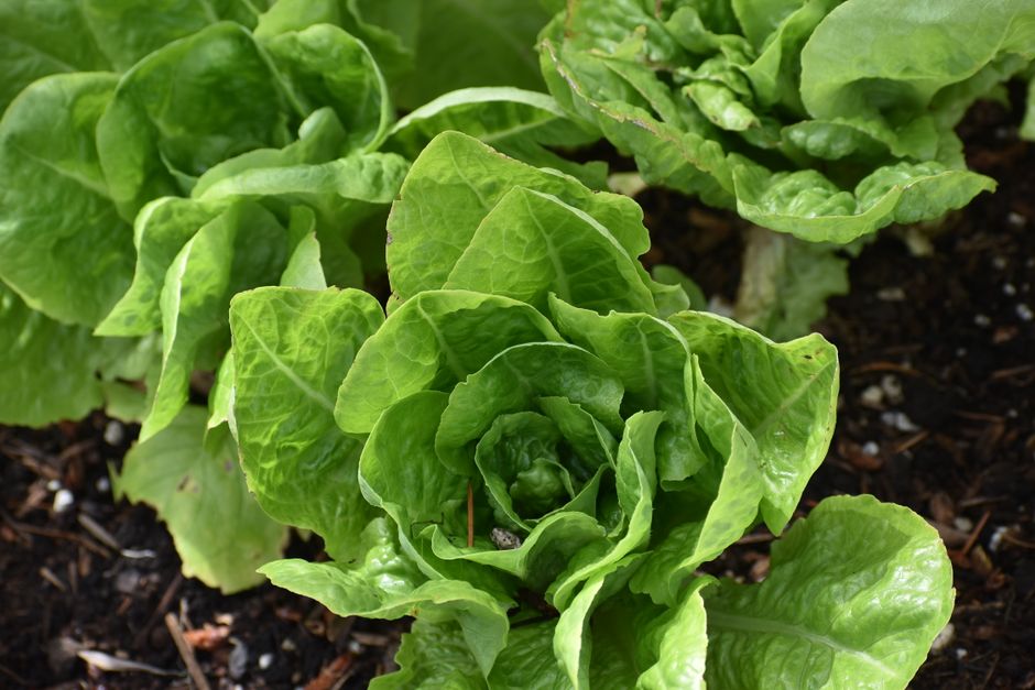 Iron, B12 And The Nutrients Worth Testing: Where to Start