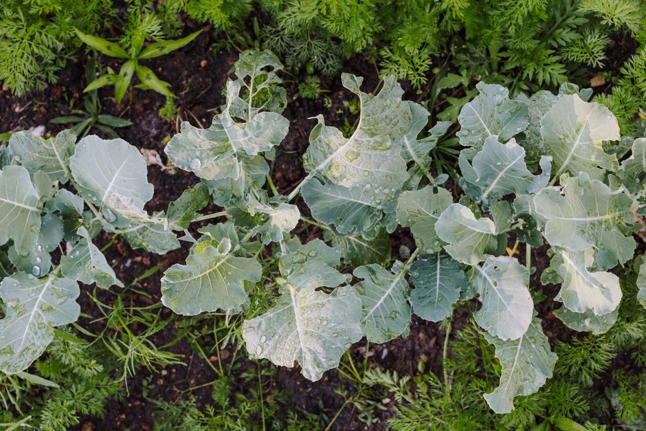 Magnesium: Why So Many People Run Short: Making It Part of Your Day