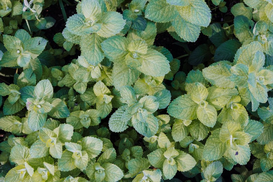 Understanding Hydration, Breath And The Overlooked Basics in Plain Terms — Part 2